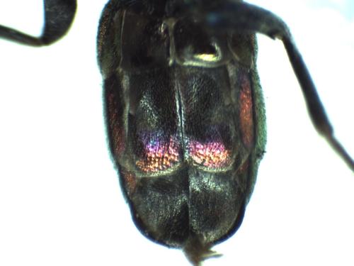 Chrysura austriaca
